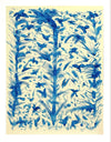 Blue Birds